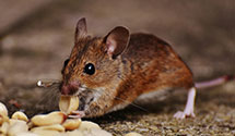 24 Hour & Emergency Exterminators in Tabernacle, NJ